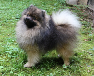 Merlin von Chandrapura (graugewölkt)